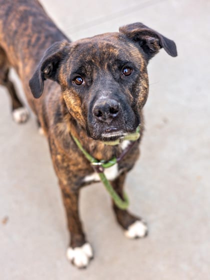 Photo of Ermo-IN FOSTER, adoptable dog in Chamblee, Georgia