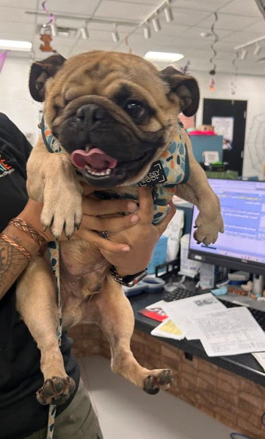 Photo of Sam, adoptable Pug in Temple, Texas