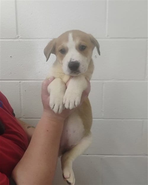 Photo of Saturn, adoptable Labrador Retriever in San Bernardino, California