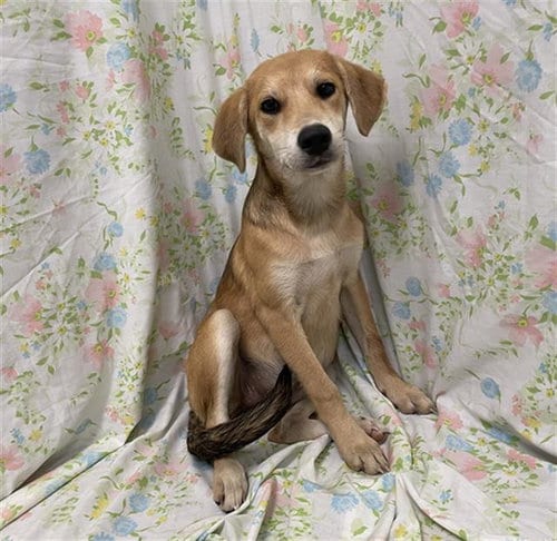Photo of Odette, adoptable Labrador Retriever in Rosenberg, Texas