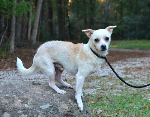 Photo of Georgie, adoptable Chihuahua in Willingboro, New Jersey