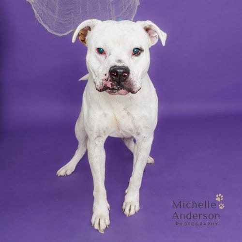 Photo of Buddy, adoptable Pit Bull Terrier in Corona, California