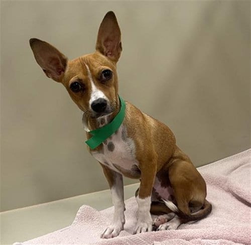 Photo of Goggins, adoptable Chihuahua in Mesa, Arizona