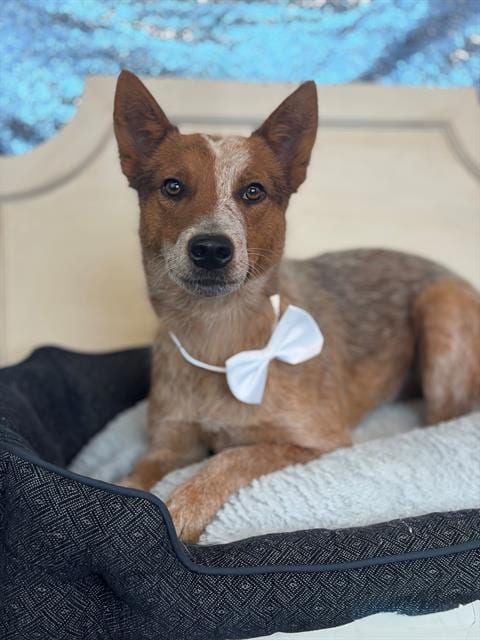 Photo of Todd, adoptable Australian Cattle Dog/Blue Heeler in Fairfield, California