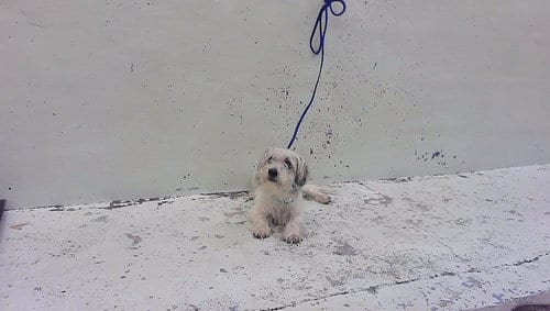 Photo of Sprout, adoptable Havanese in Houston, Texas