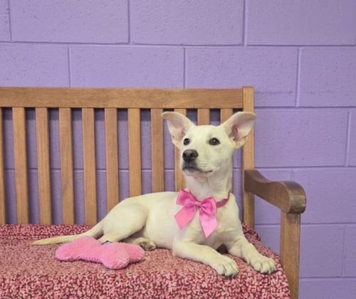 Photo of Lola, adoptable Labrador Retriever in Genesee, Wisconsin