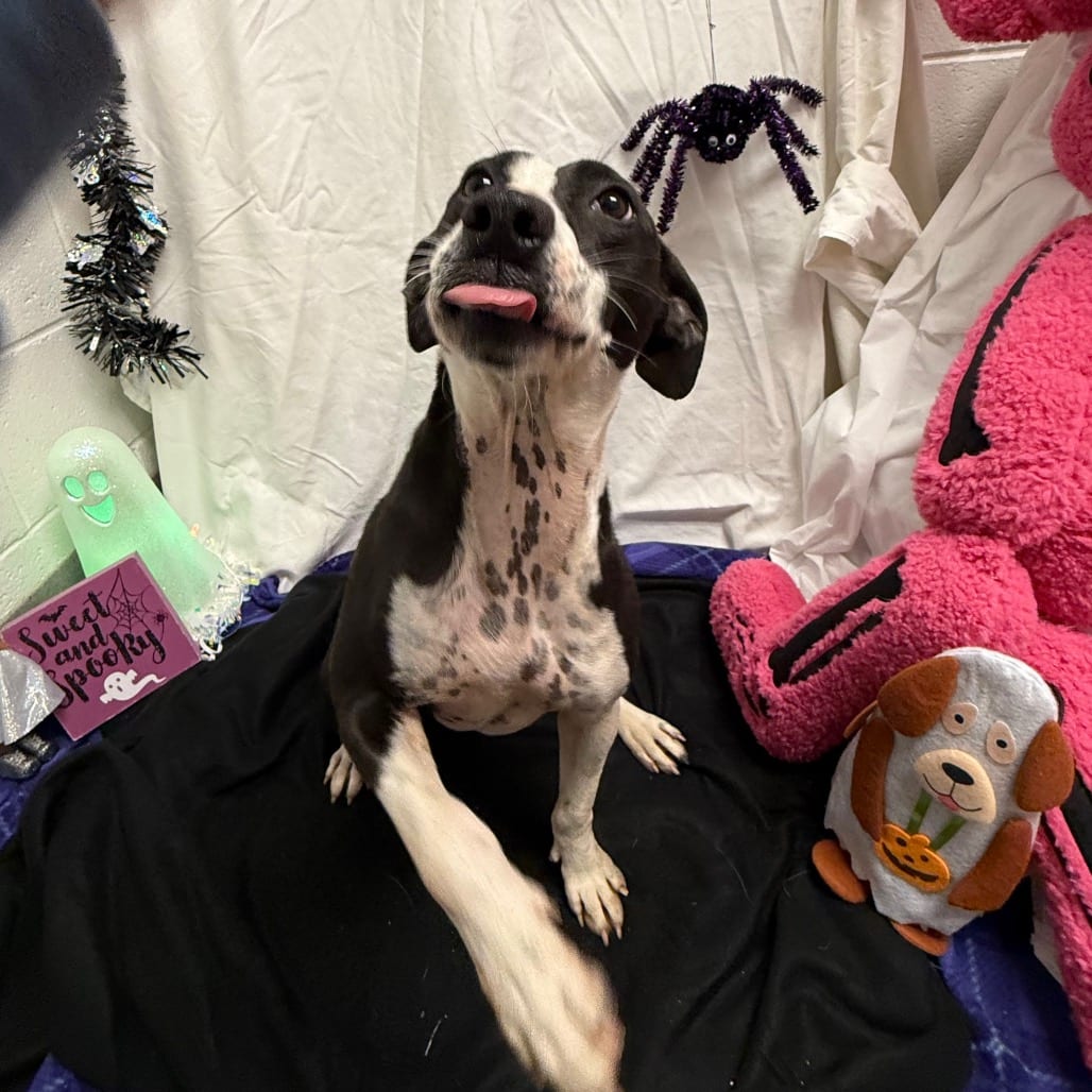 Photo of Francis, adoptable Mixed Breed (Medium) in Martinsville, Virginia