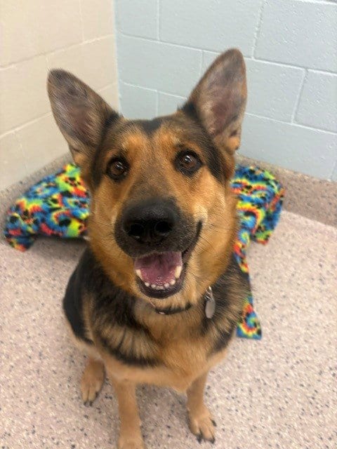 Photo of Luna Love, adoptable German Shepherd Dog in Brighton, Colorado