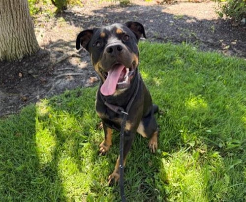 Photo of Grizz, adoptable Rottweiler in Antioch, California