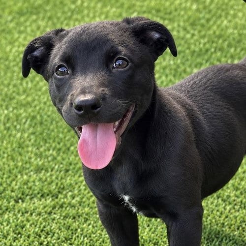 Photo of Juice Box Pup - Capri Sun, adoptable Labrador Retriever in San Diego, California