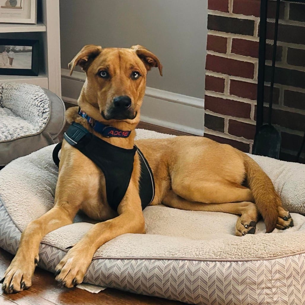 Photo of Wonka, adoptable Shepherd / Mix in Phoenix, Maryland
