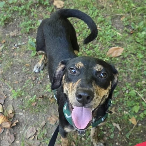 Photo of Forest, adoptable Hound in Spring Lake, North Carolina