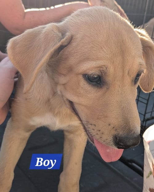 Photo of Cappuccino - Coffee Crew, adoptable Labrador Retriever in Sheboygan, Wisconsin