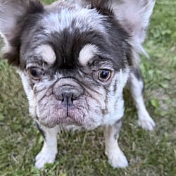 Photo of Kendall, adoptable French Bulldog in Yorkville, Illinois