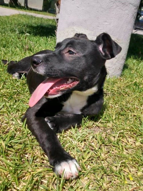 Photo of Katie, adoptable Pit Bull Terrier in Inglewood, California