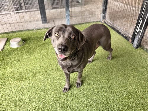 Photo of Ooni, adoptable Labrador Retriever in Garland, Texas