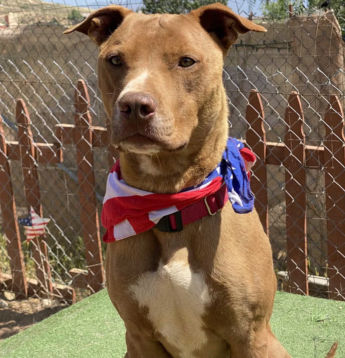 Photo of Lightening Mcqueen, adoptable Staffordshire Bull Terrier/Terrier (Unknown Type, Medium) in Burbank, California