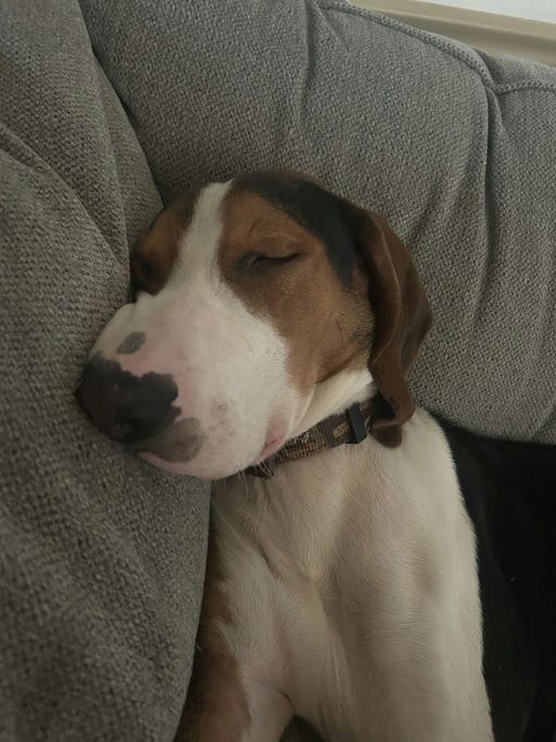 Photo of Hank, adoptable Treeing Walker Coonhound in Tulsa, Oklahoma