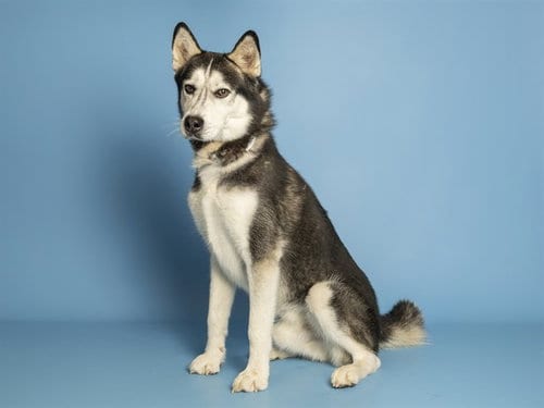 Photo of Hayate, adoptable Husky in Phoenix, Arizona