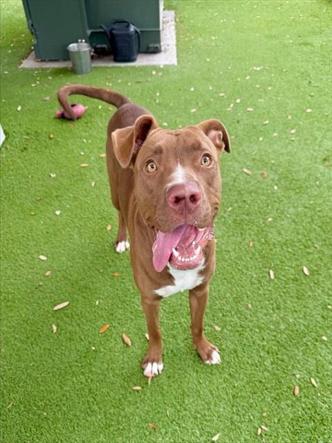 Photo of Rio, adoptable Pit Bull Terrier in Fort Myers, Florida