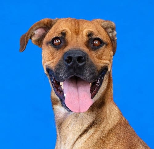 Photo of Rosie, adoptable Boxer in Pasadena, California