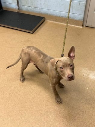 Photo of Hormel, adoptable dog in Chamblee, Georgia