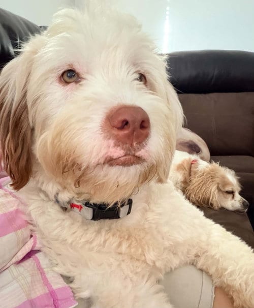 Photo of Polly, adoptable Poodle (Standard) in Oak Bluffs, Massachusetts