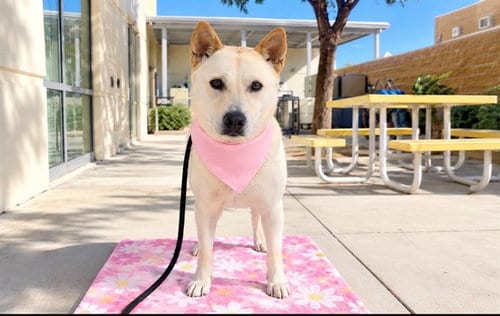 Photo of Cali, adoptable Jindo (Korean) in Orange, California