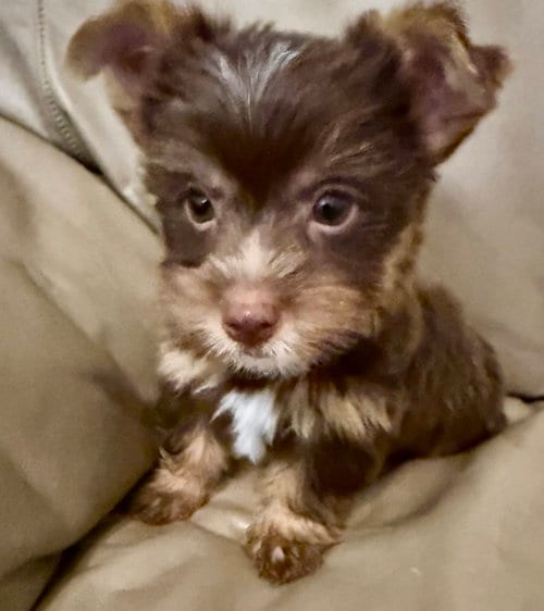 Photo of LEO ONE Chocolate Puppy Yorkshire Terrier, adoptable Yorkshire Terrier Yorkie in Boca Raton, Florida