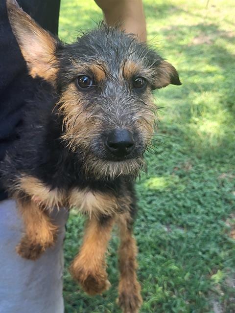Photo of Bear, adoptable dog in San Antonio, Texas