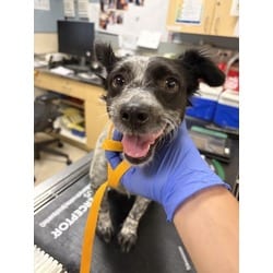 Photo of Dottie, adoptable Chihuahua in Jurupa Valley, California