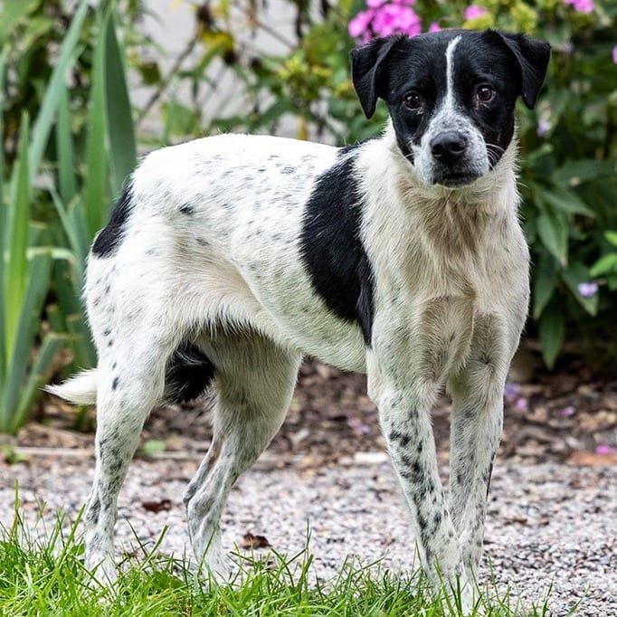 Photo of Penny, adoptable Cattle Dog, Australian (Blue Heeler) in Council Bluffs, Iowa