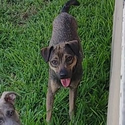 Photo of Milo, adoptable Terrier (Unknown Type, Medium) in Chattanooga, Tennessee