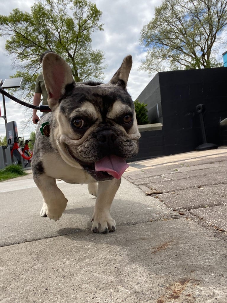 Photo of Frankie, adoptable French Bulldog in West Bloomfield, Michigan