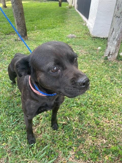 Photo of Luna, adoptable Terrier in Miami, Florida
