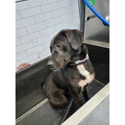 Photo of Queen, adoptable Mixed Breed (Medium) in Baton Rouge, Louisiana