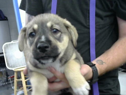 Photo of Virgil, adoptable Australian Cattle Dog/Blue Heeler in Albuquerque, New Mexico