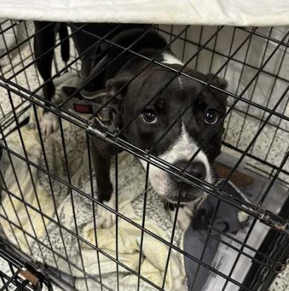 Photo of Chris Kratt, adoptable dog in Atlanta, Georgia