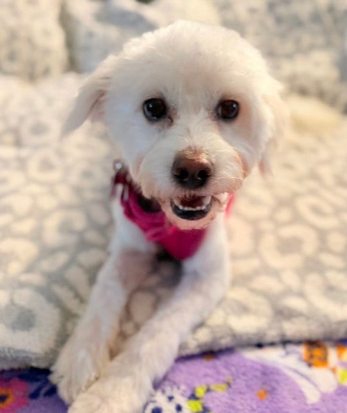 Photo of Cream Puff, adoptable Bichon Frise in Mundelein, Illinois