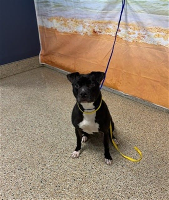 Photo of Rayna, adoptable Terrier mix in Miami, Florida