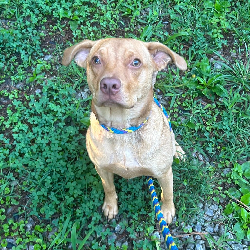 Photo of Hazy, adoptable Mixed Breed (Medium) in Decatur, Georgia