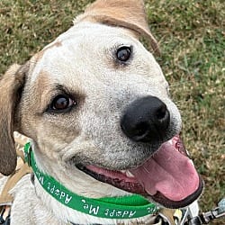 Photo of Katrina, adoptable Australian Cattle Dog Hound (Unknown Type) in Waxhaw, North Carolina
