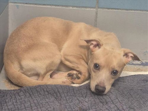 Photo of Papa Bear, adoptable Chihuahua in Houston, Texas