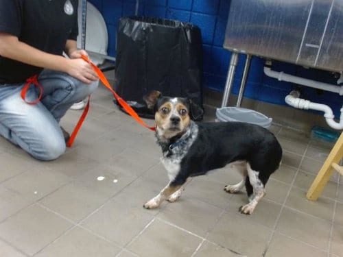 Photo of Daisy, adoptable Australian Cattle Dog/Blue Heeler in Albuquerque, New Mexico