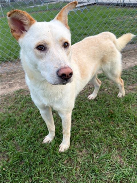 Photo of Tucker, adoptable Labrador Retriever in Conroe, Texas
