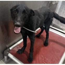 Photo of Col. Sanders, adoptable German Shepherd Dog in Lancaster, California