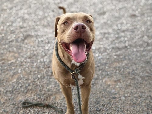 Photo of Armadillo, adoptable American Pit Bull Terrier in Mesa, Arizona