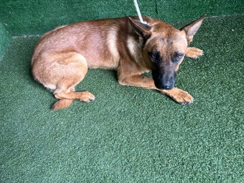 Photo of Red, adoptable German Shepherd Dog in Lancaster, California