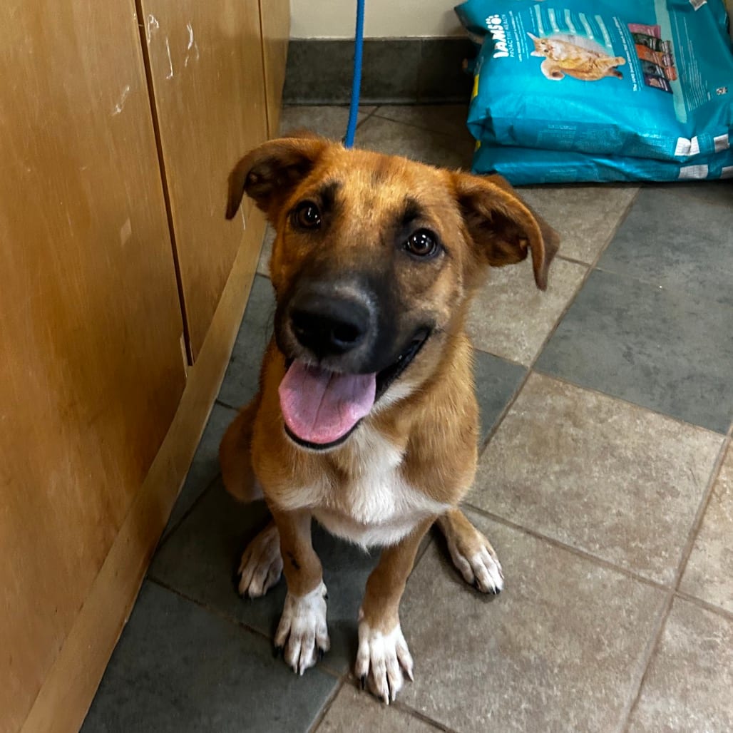 Photo of Steven, adoptable Mixed Breed (Medium) in Chattanooga, Tennessee