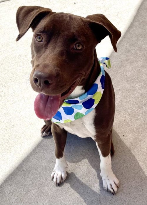 Photo of Scooter, adoptable Labrador Retriever in Tulsa, Oklahoma